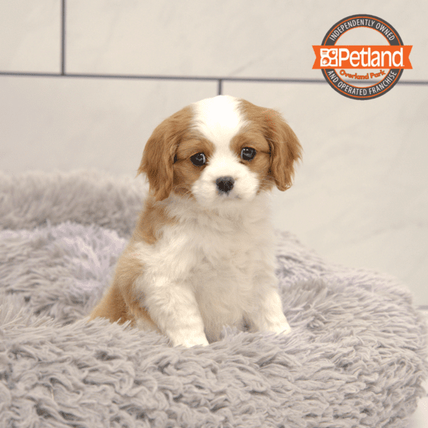 Cavalier King Charles Spaniel-Dog-Male---Petland Overland Park, Kansas