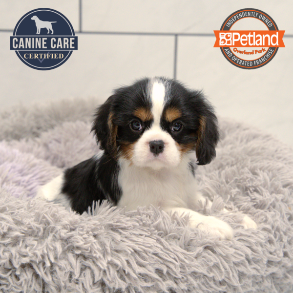 [#251206-01] Tri-Colored M Cavalier King Charles Spaniel Puppies for Sale