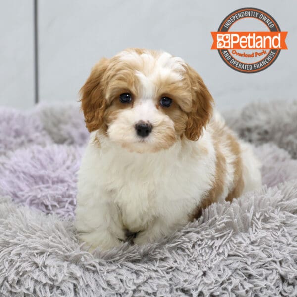 [#251278-01] Apricot / White M Cavapoo Puppies for Sale
