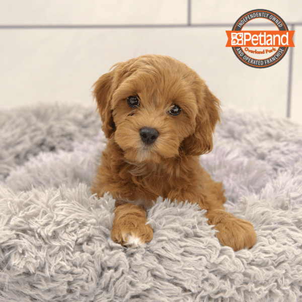 Cavapoo-Dog-Female---Petland Overland Park, Kansas