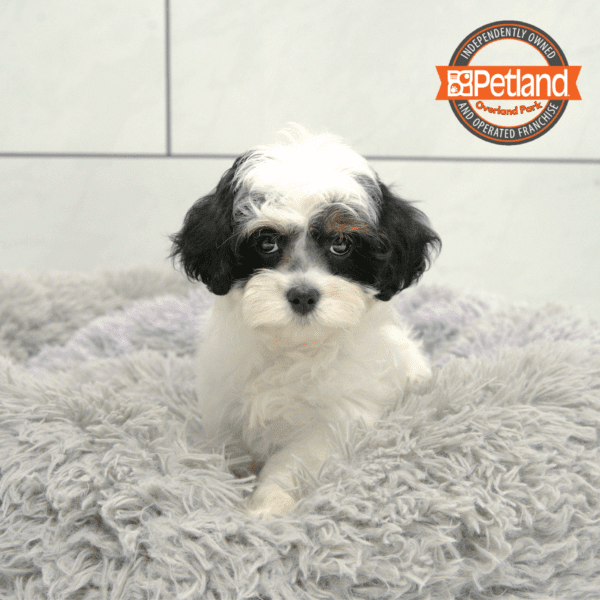 Cavapoo-Dog-Female---Petland Overland Park, Kansas