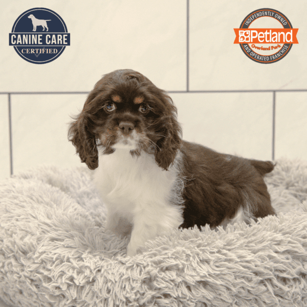 [#251067-02] Chocolate F Cocker Spaniel Puppies for Sale