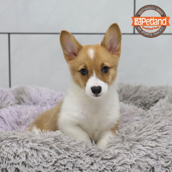 [#251185-06] Sable F Pembroke Welsh Corgi Puppies for Sale