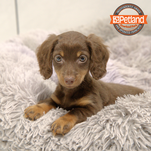 [#251276-04] Chocolate F Dachshund Puppies for Sale