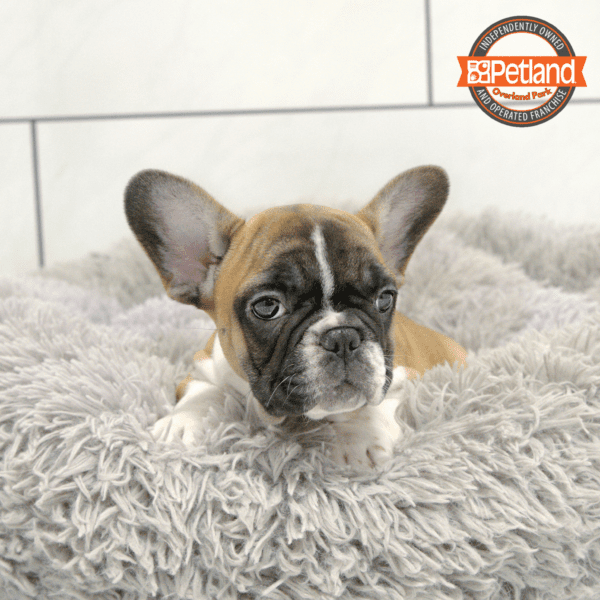 [#2530-05] Fawn / White F French Bulldog Puppies for Sale
