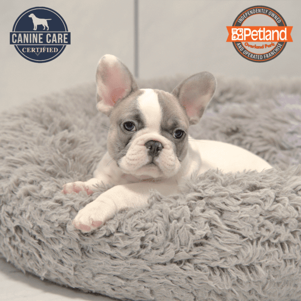 French Bulldog-Dog-Male---Petland Overland Park, Kansas