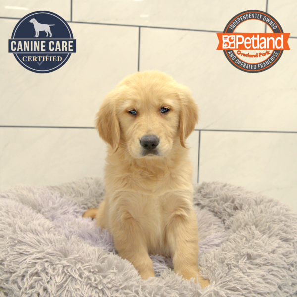 [#251137-06] Light Golden F Golden Retriever Puppies for Sale