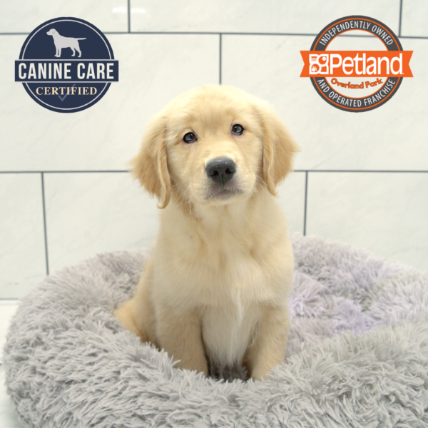 [#251220-06] Light Golden F Golden Retriever Puppies for Sale