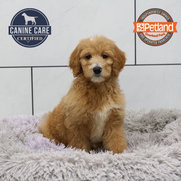 Goldendoodle-Dog-Female---Petland Overland Park, Kansas