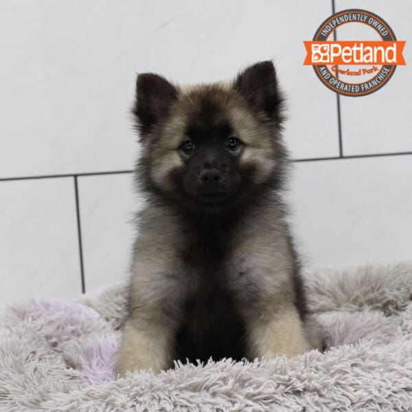 [#251077-06] Black Silver F Keeshond Puppies for Sale