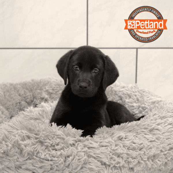 [#251100-02] Black M Labrador Retriever Puppies for Sale