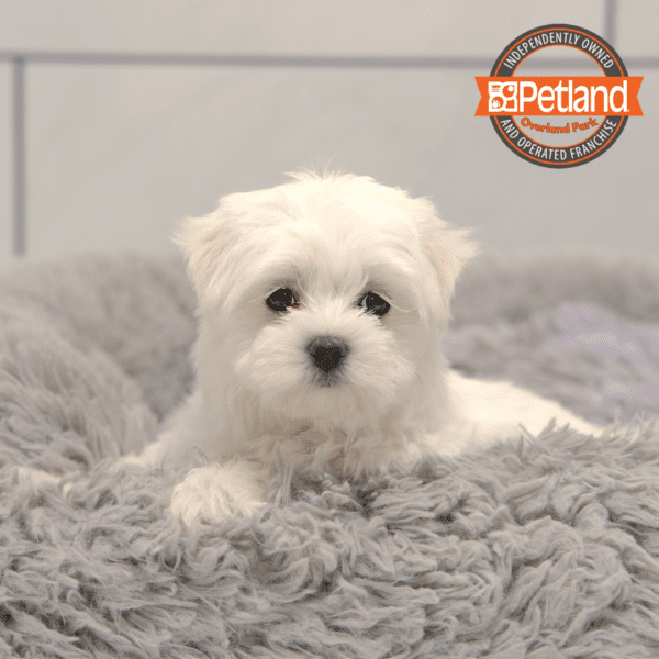 [#251225-03] White M Maltese Puppies for Sale