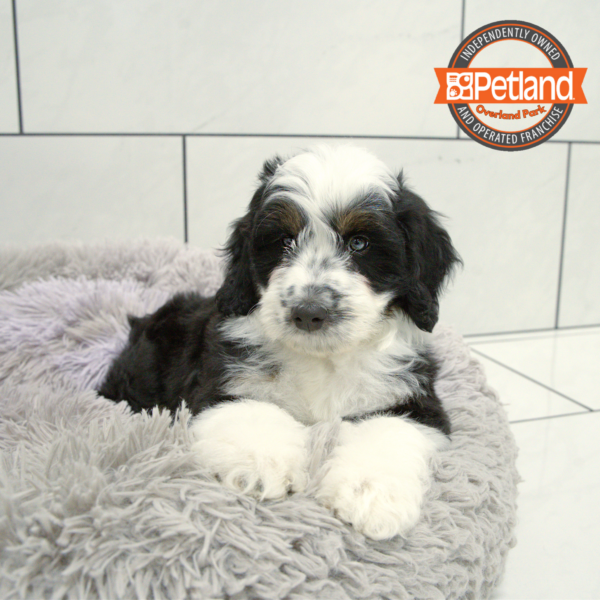 [#251335-03] Black / Tan M Aussiedoodle Mini Puppies for Sale