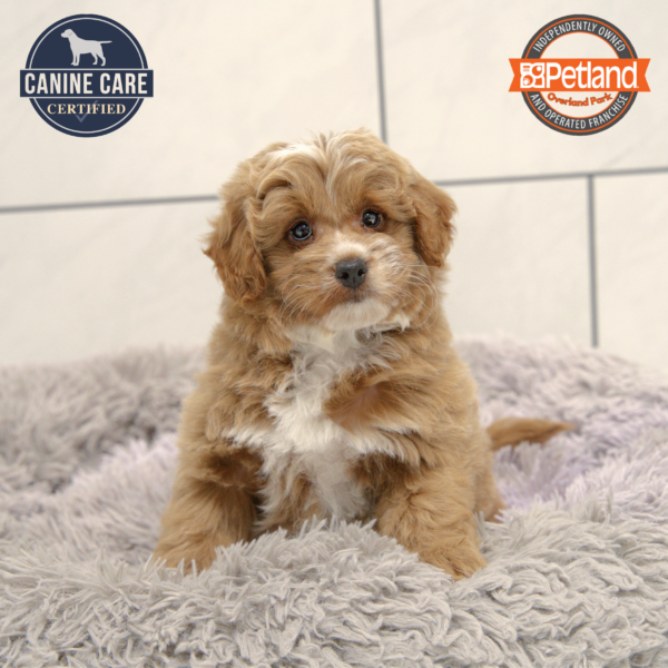 [#251141-03] Apricot F Goldendoodle Mini 2nd Gen Puppies for Sale