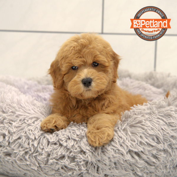 [#251200-03] Red M Goldendoodle Mini 2nd Gen Puppies for Sale