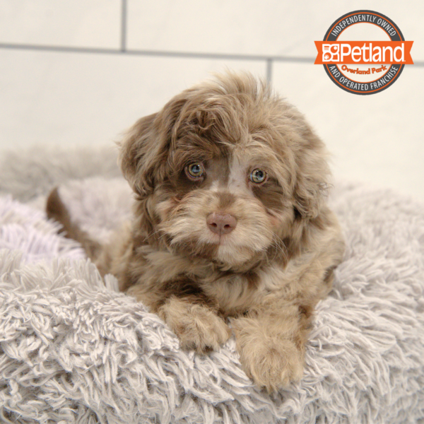 [#251119-05] Red Merle M Labradoodle Mini 2nd Gen Puppies for Sale