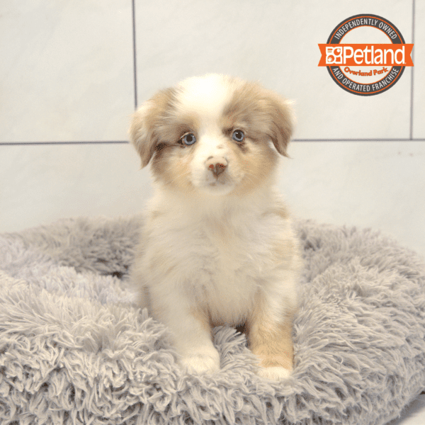 [#251234-07] Red Merle F Miniature Australian Shepherd Puppies for Sale