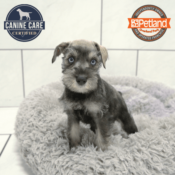 Miniature Schnauzer-Dog-Female---Petland Overland Park, Kansas