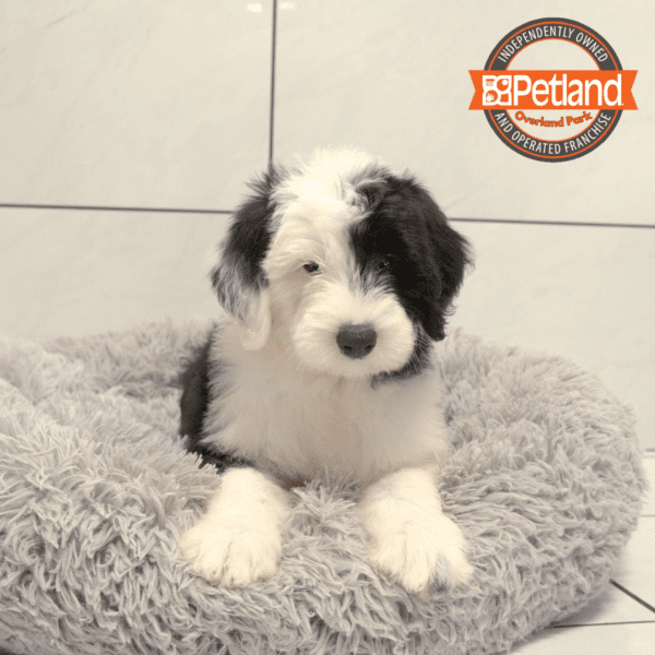 [#251414-02] Black / White F Old English Sheepdog Puppies for Sale