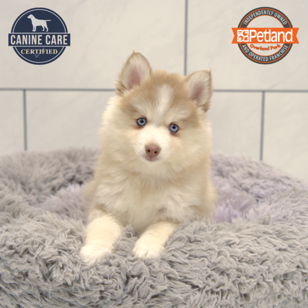 [#251032-05] Tan F Pomsky Puppies for Sale