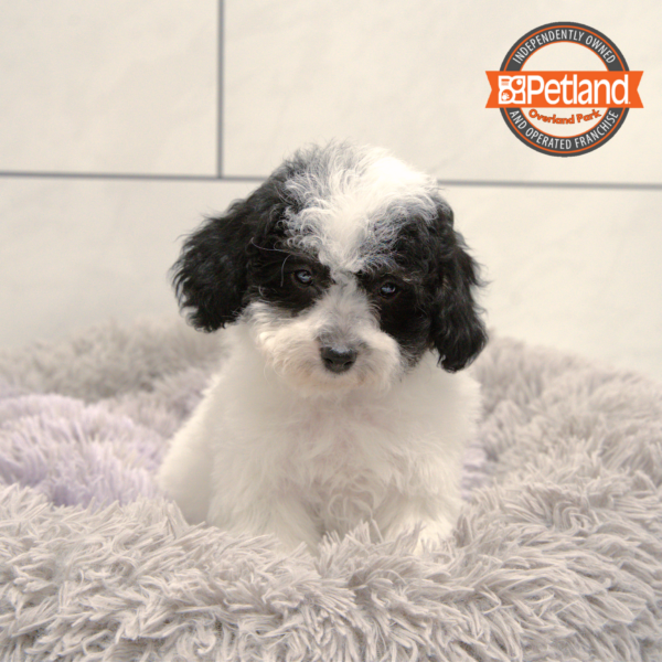[#2526-02] Black / White F Bichon Frise/Poodle Mini Puppies for Sale