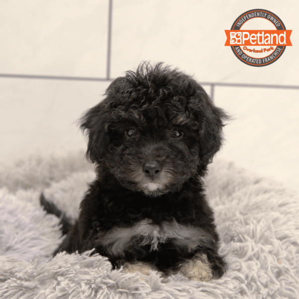 [#2526-01] Black M Bichon Frise/Poodle Mini Puppies for Sale