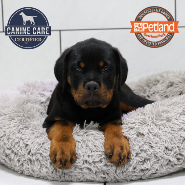 Rottweiler-Dog-Male---Petland Overland Park, Kansas