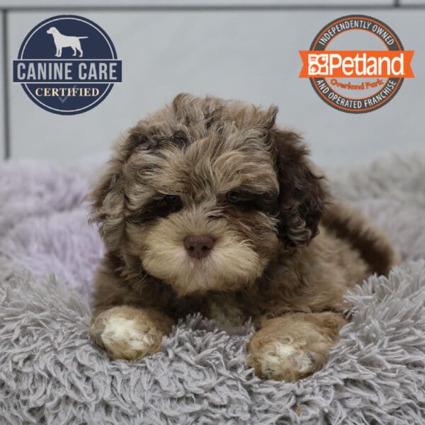 [#251385-03] Chocolate Merle F ShihPoo Puppies for Sale