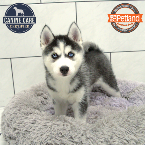 [#251561-05] Black / White F Siberian Husky Puppies for Sale