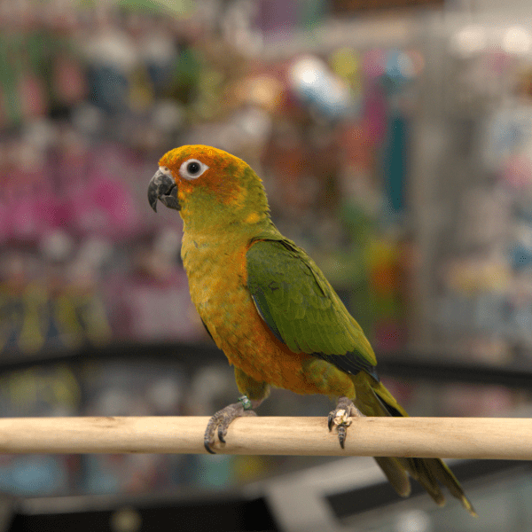 Sun Conure-Bird-Not Applicable---Petland Overland Park, Kansas