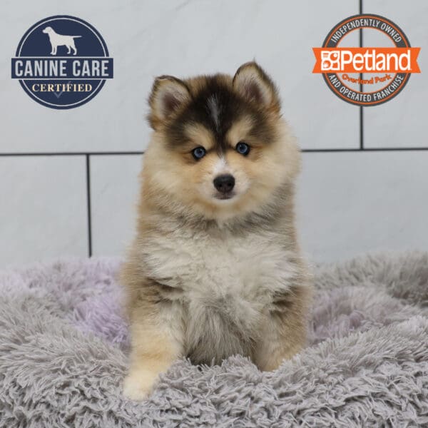 [#251154-03] Gray / White M Pomsky Puppies for Sale