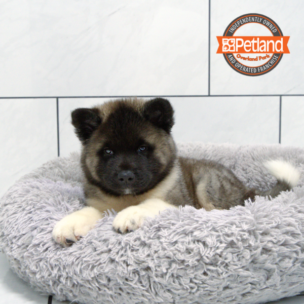 [#251507-01] Black M Akita Puppies for Sale