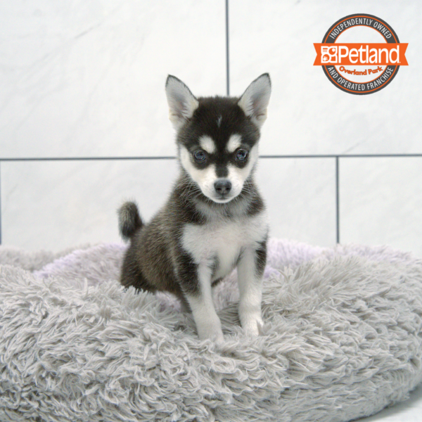[#251515-04] Black / Silver F Alaskan Klee Kai Puppies for Sale