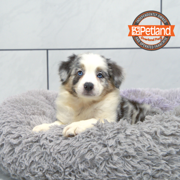 [#251657-10] Blue Merle F Australian Shepherd Puppies for Sale