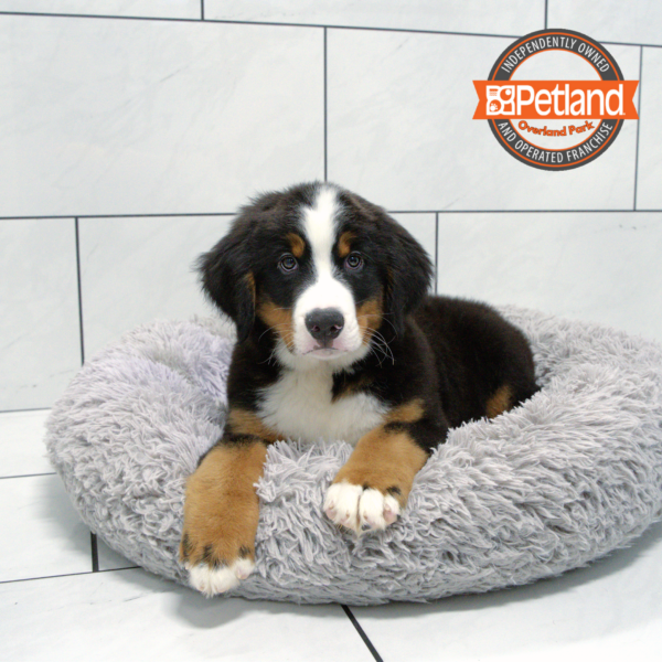 [#251333-01] Black Rust / White M Bernese Mountain Dog Puppies for Sale