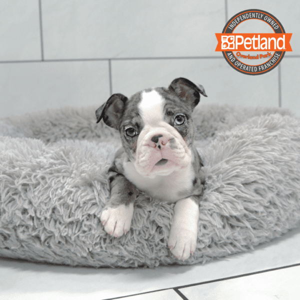 [#251620-04] Blue Merle / White F Boston Terrier Puppies for Sale
