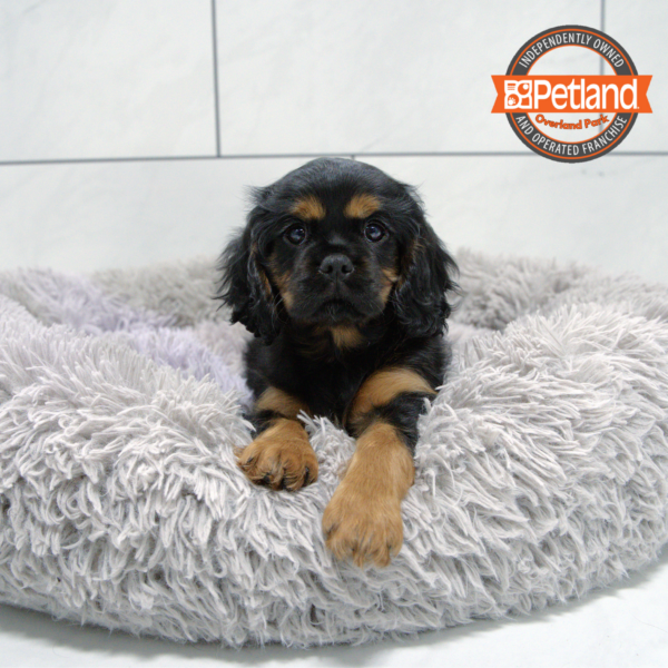 [#251788-04] Black / Brown F Cavalier King Charles Spaniel Puppies for Sale