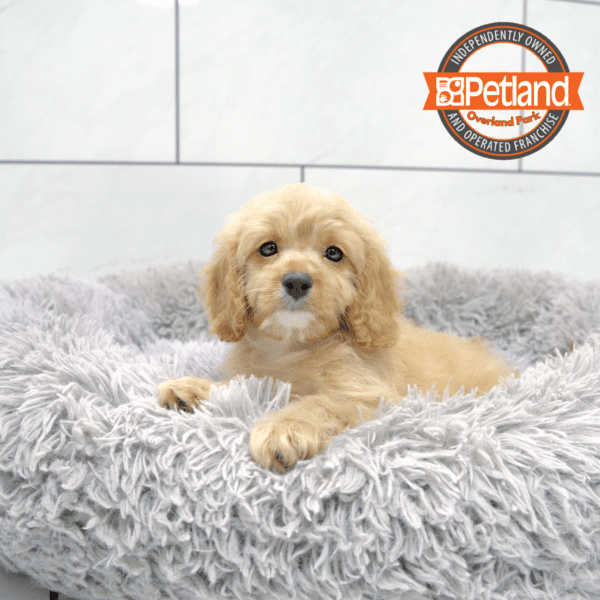 [#251492-06] Red / White F Cavapoo Puppies for Sale