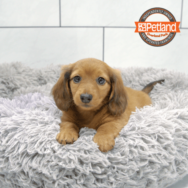 [#2539-03] Red Sable F Dachshund Puppies for Sale