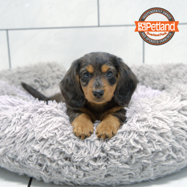 [#2539-01] Blue / Tan M Dachshund Puppies for Sale