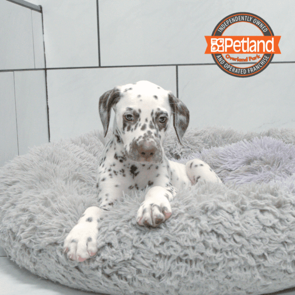 [#251517-05] Liver / White M Dalmatian Puppies for Sale