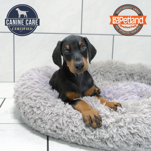 [#251590-09] Black / Rust M Doberman Pinscher Puppies for Sale