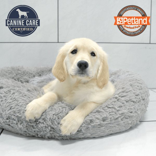 [#251807-03] Golden M Golden Retriever Puppies for Sale