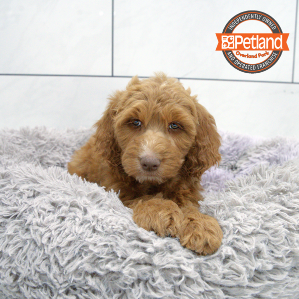 [#251607-06] Red F Goldendoodle 2nd Gen Puppies for Sale