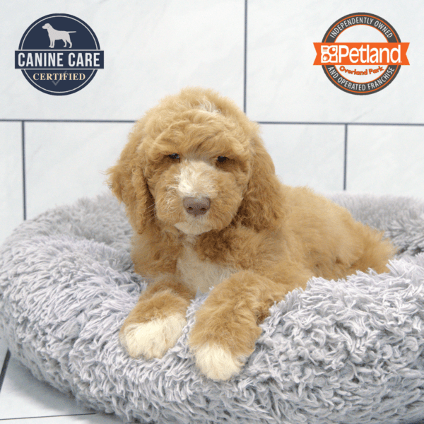 [#251606-04] Golden M Goldendoodle 2nd Gen Puppies for Sale