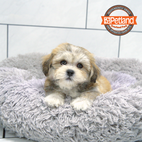 [#251359-03] Brindle M Lhasa Apso Puppies for Sale