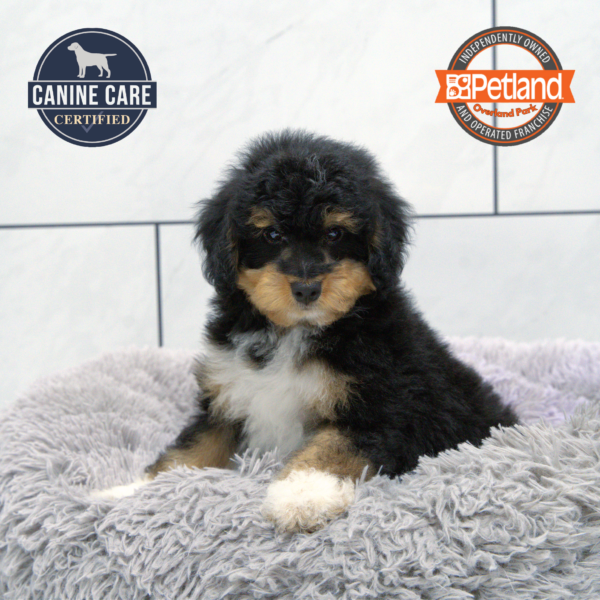 [#251375-05] Black Tan / White F Bernedoodle Mini 2nd Gen Puppies for Sale