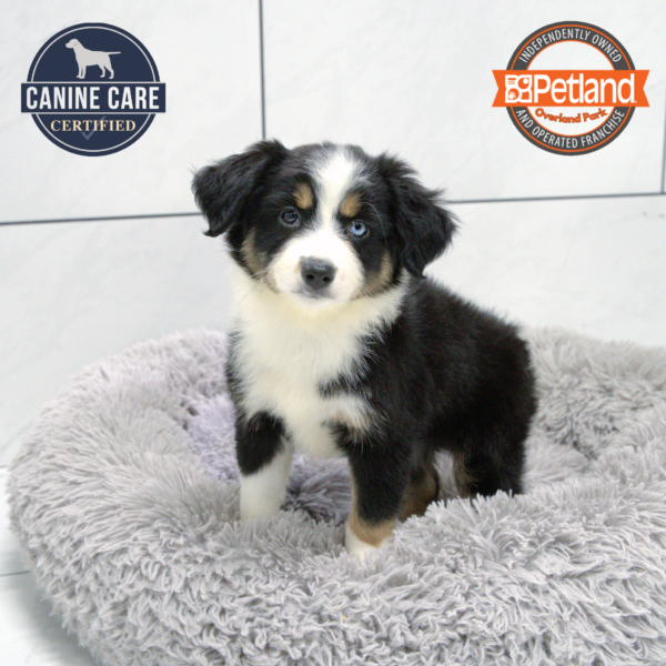 [#251599-04] Red F Miniature Australian Shepherd Puppies for Sale
