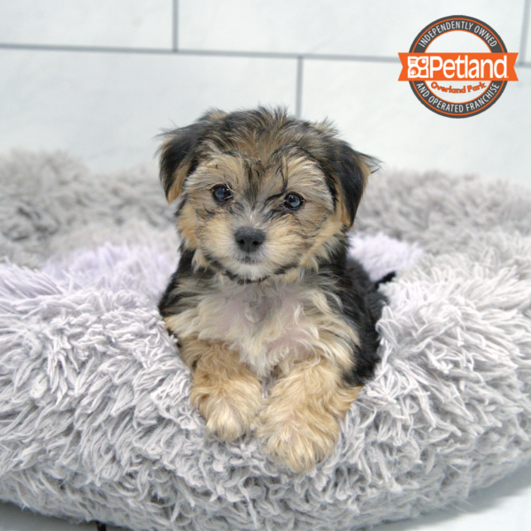 [#2537-03] Black / Gold F Yorkie/Maltese Puppies for Sale
