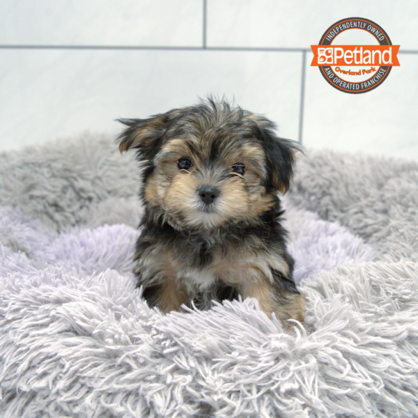 [#2537-01] Black / Tan M Yorkie/Maltese Puppies for Sale
